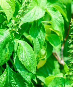 500 Clove Basil Seeds – Ocimum Basilicum Herb Seeds – Aromatic Culinary Herb - Image 5