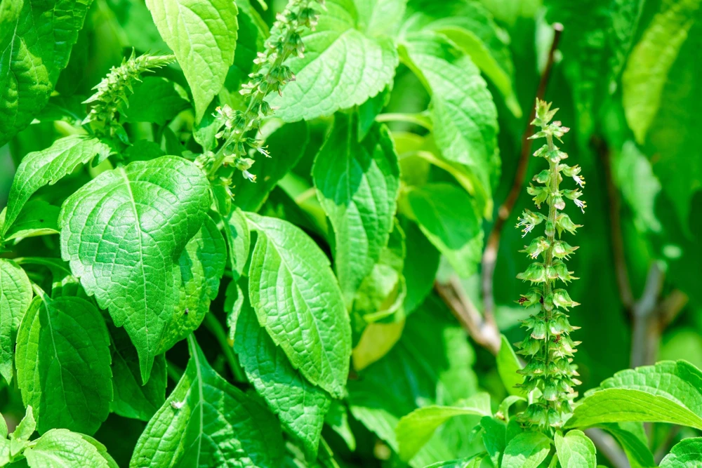 500 Clove Basil Seeds – Ocimum Basilicum Herb Seeds – Aromatic Culinary Herb - Image 5