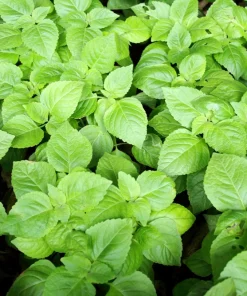 500 Clove Basil Seeds – Ocimum Basilicum Herb Seeds – Aromatic Culinary Herb - Image 6