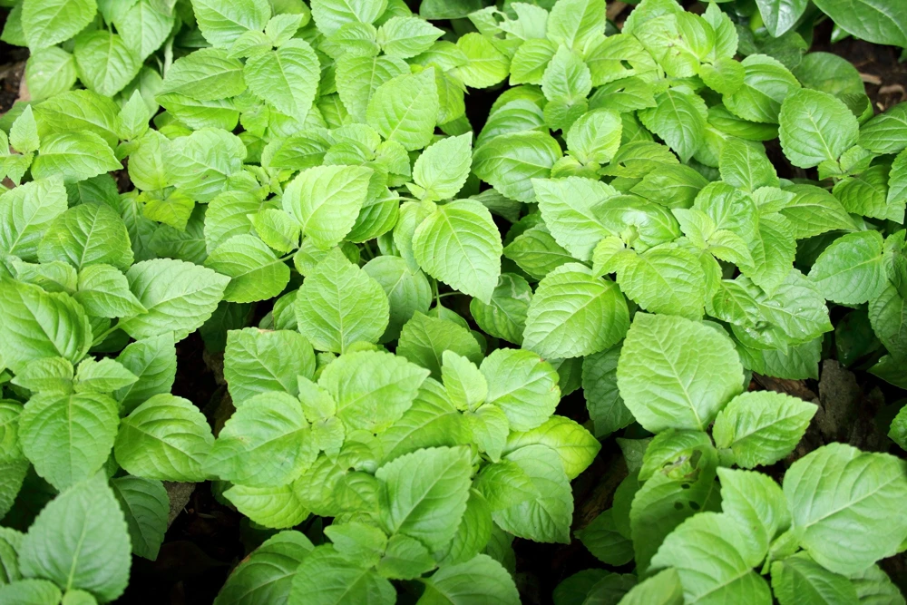 500 Clove Basil Seeds – Ocimum Basilicum Herb Seeds – Aromatic Culinary Herb - Image 6