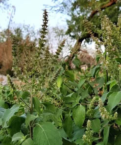 500 Clove Basil Seeds – Ocimum Basilicum Herb Seeds – Aromatic Culinary Herb - Image 7