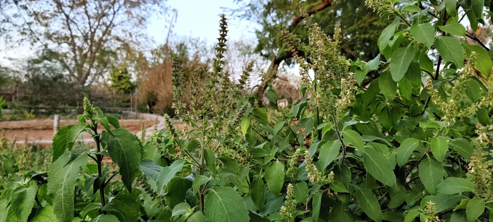 500 Clove Basil Seeds – Ocimum Basilicum Herb Seeds – Aromatic Culinary Herb - Image 7