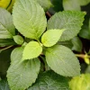 500 Clove Basil Seeds – Ocimum Basilicum Herb Seeds – Aromatic Culinary Herb - Image 1