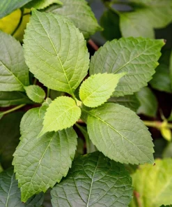 500 Clove Basil Seeds – Ocimum Basilicum Herb Seeds – Aromatic Culinary Herb - Image 1