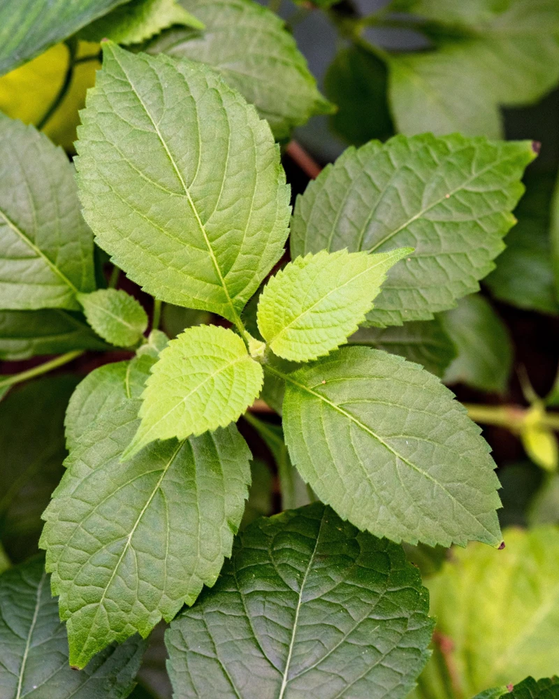 500 Clove Basil Seeds – Ocimum Basilicum Herb Seeds – Aromatic Culinary Herb - Image 1