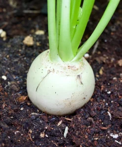 500 Hailstone White Globe Radish Seeds - Raphanus Sativus Vegetable - Image 2