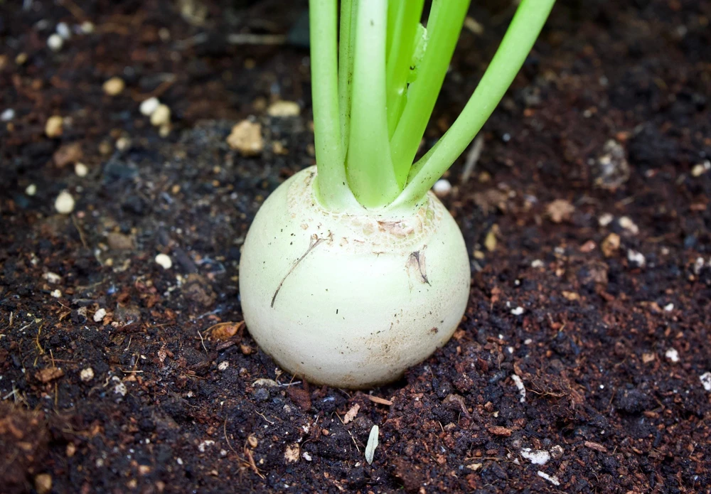 500 Hailstone White Globe Radish Seeds - Raphanus Sativus Vegetable - Image 2