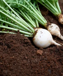 500 Hailstone White Globe Radish Seeds - Raphanus Sativus Vegetable - Image 4