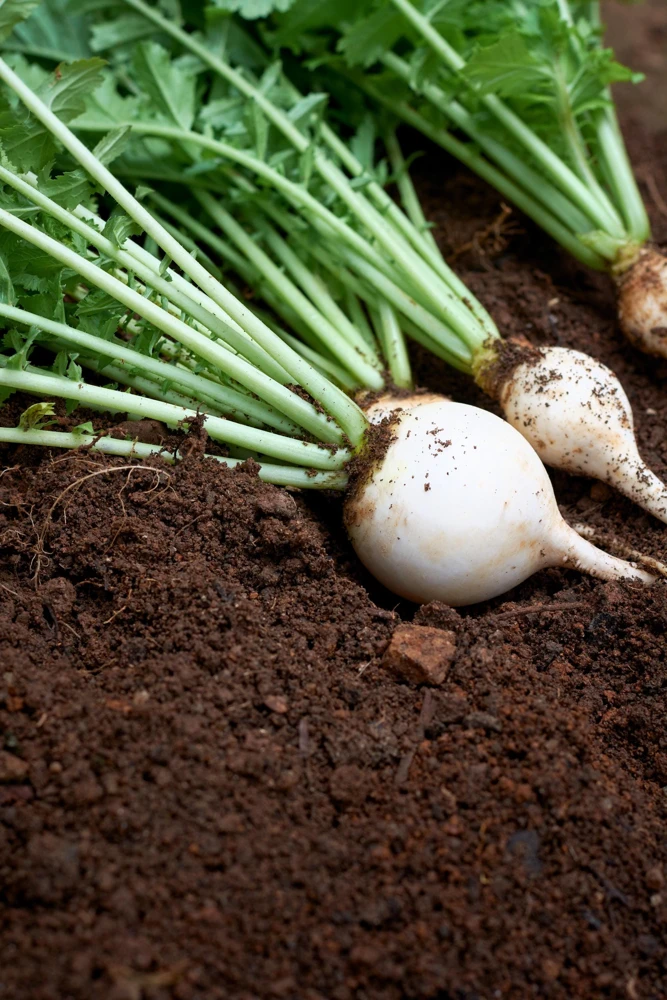 500 Hailstone White Globe Radish Seeds - Raphanus Sativus Vegetable - Image 4