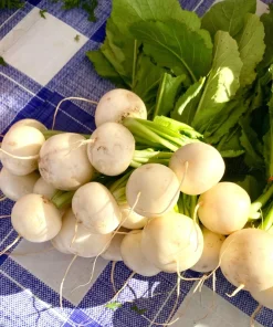 500 Hailstone White Globe Radish Seeds - Raphanus Sativus Vegetable - Image 5