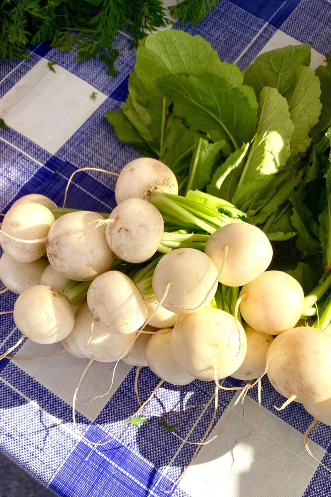 500 Hailstone White Globe Radish Seeds - Raphanus Sativus Vegetable - Image 5