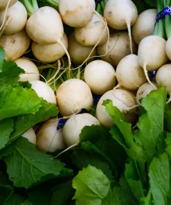 500 Hailstone White Globe Radish Seeds - Raphanus Sativus Vegetable - Image 8