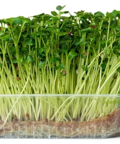 500 Hailstone White Globe Radish Seeds - Raphanus Sativus Vegetable - Image 9