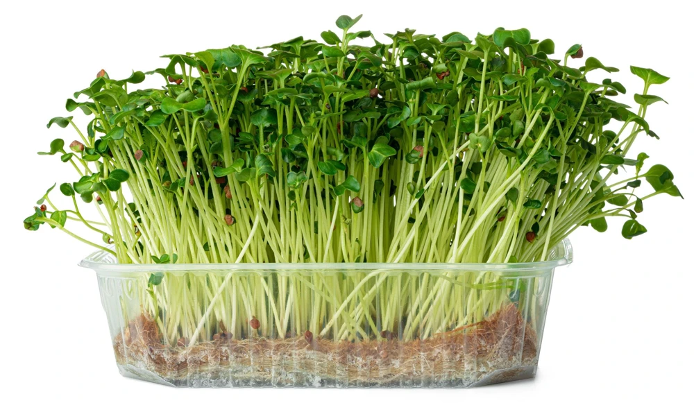 500 Hailstone White Globe Radish Seeds - Raphanus Sativus Vegetable - Image 9