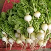 500 Hailstone White Globe Radish Seeds - Raphanus Sativus Vegetable - Image 1