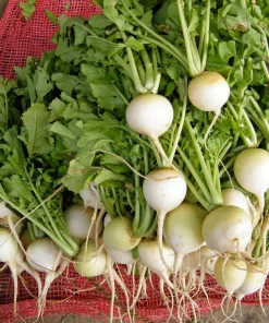500 Hailstone White Globe Radish Seeds - Raphanus Sativus Vegetable - Image 1