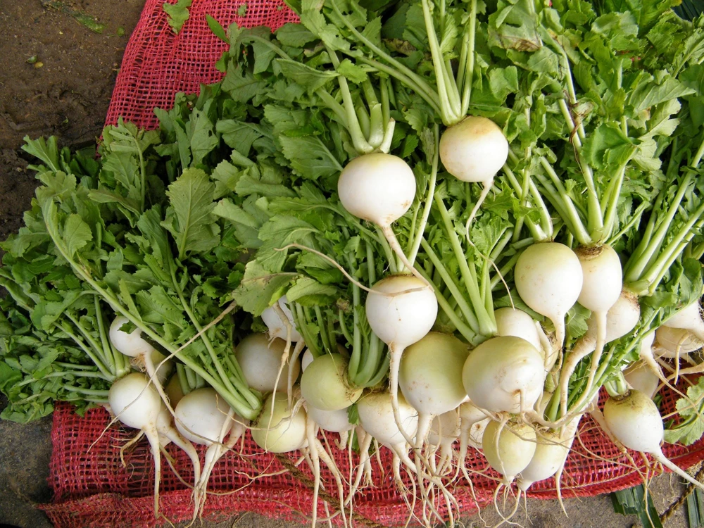 500 Hailstone White Globe Radish Seeds - Raphanus Sativus Vegetable - Image 1