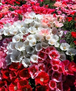 500 Mixed Colors Godetia Clarkia Amoena Flower Seeds - All Summer Bloom - Image 2
