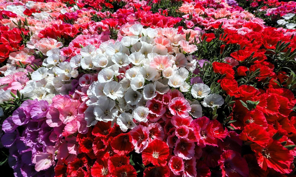 500 Mixed Colors Godetia Clarkia Amoena Flower Seeds - All Summer Bloom - Image 2