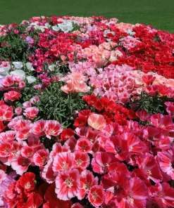 500 Mixed Colors Godetia Clarkia Amoena Flower Seeds - All Summer Bloom - Image 3
