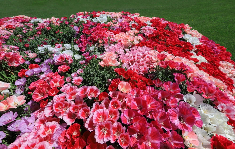 500 Mixed Colors Godetia Clarkia Amoena Flower Seeds - All Summer Bloom - Image 3
