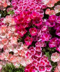 500 Mixed Colors Godetia Clarkia Amoena Flower Seeds - All Summer Bloom - Image 4