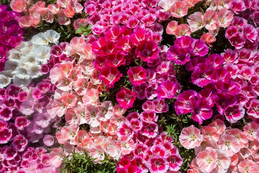500 Mixed Colors Godetia Clarkia Amoena Flower Seeds - All Summer Bloom - Image 4