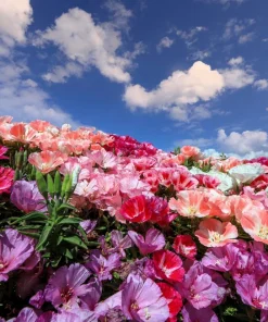 500 Mixed Colors Godetia Clarkia Amoena Flower Seeds - All Summer Bloom - Image 5