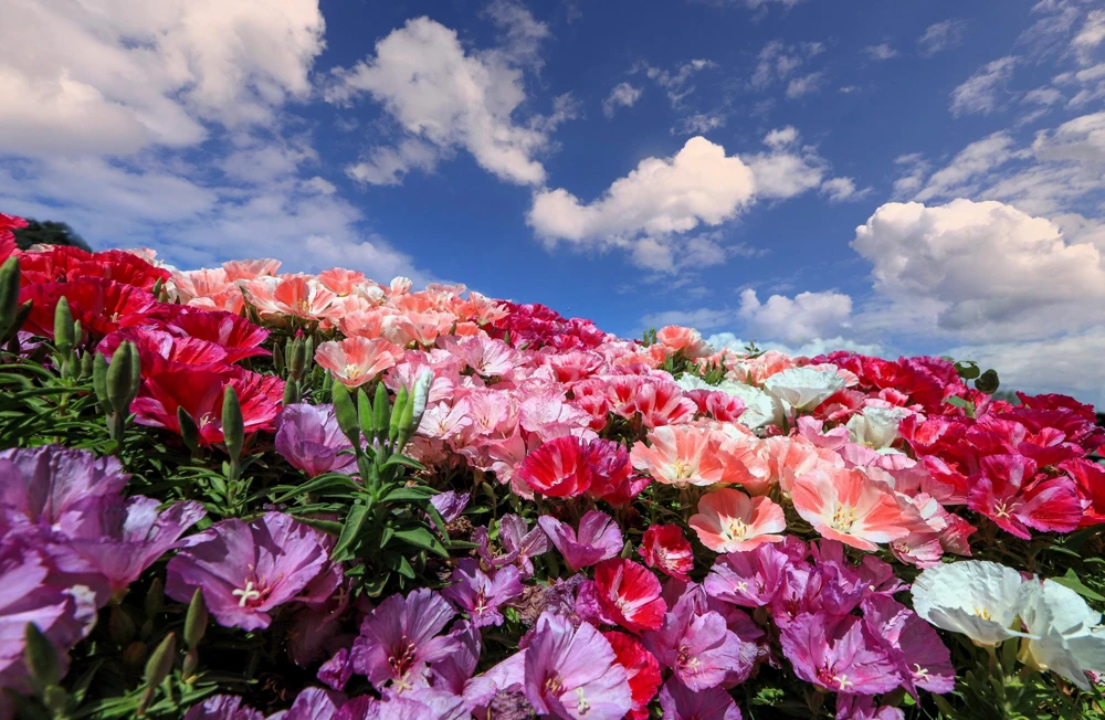 500 Mixed Colors Godetia Clarkia Amoena Flower Seeds - All Summer Bloom - Image 5