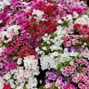 500 Mixed Colors Godetia Clarkia Amoena Flower Seeds - All Summer Bloom - Image 1
