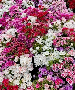 500 Mixed Colors Godetia Clarkia Amoena Flower Seeds - All Summer Bloom - Image 1