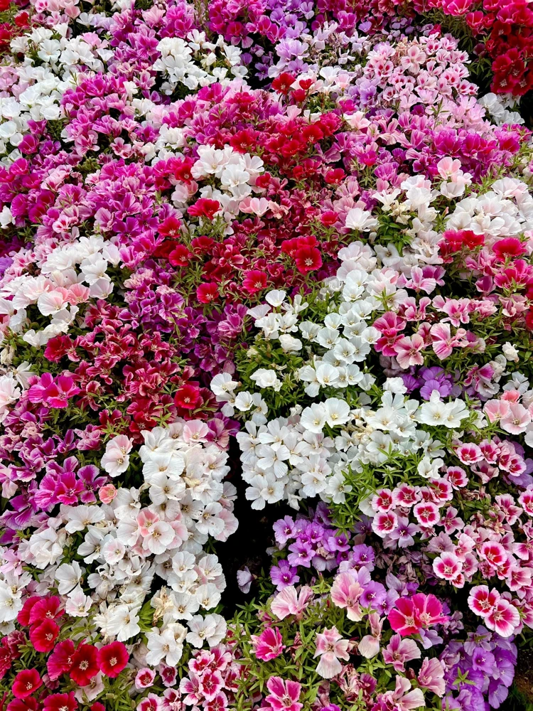 500 Mixed Colors Godetia Clarkia Amoena Flower Seeds - All Summer Bloom - Image 1