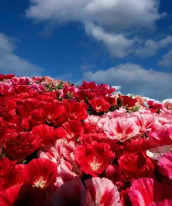 500 Mixed Colors Godetia Clarkia Amoena Flower Seeds - All Summer Bloom - Image 7
