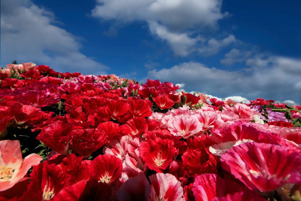 500 Mixed Colors Godetia Clarkia Amoena Flower Seeds - All Summer Bloom - Image 7