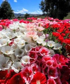 500 Mixed Colors Godetia Clarkia Amoena Flower Seeds - All Summer Bloom - Image 8