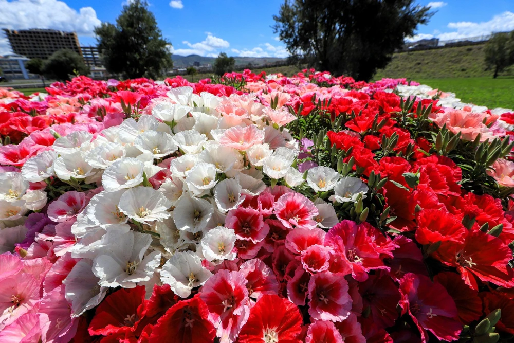 500 Mixed Colors Godetia Clarkia Amoena Flower Seeds - All Summer Bloom - Image 8