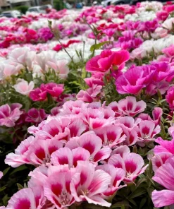 500 Mixed Colors Godetia Clarkia Amoena Flower Seeds - All Summer Bloom - Image 9