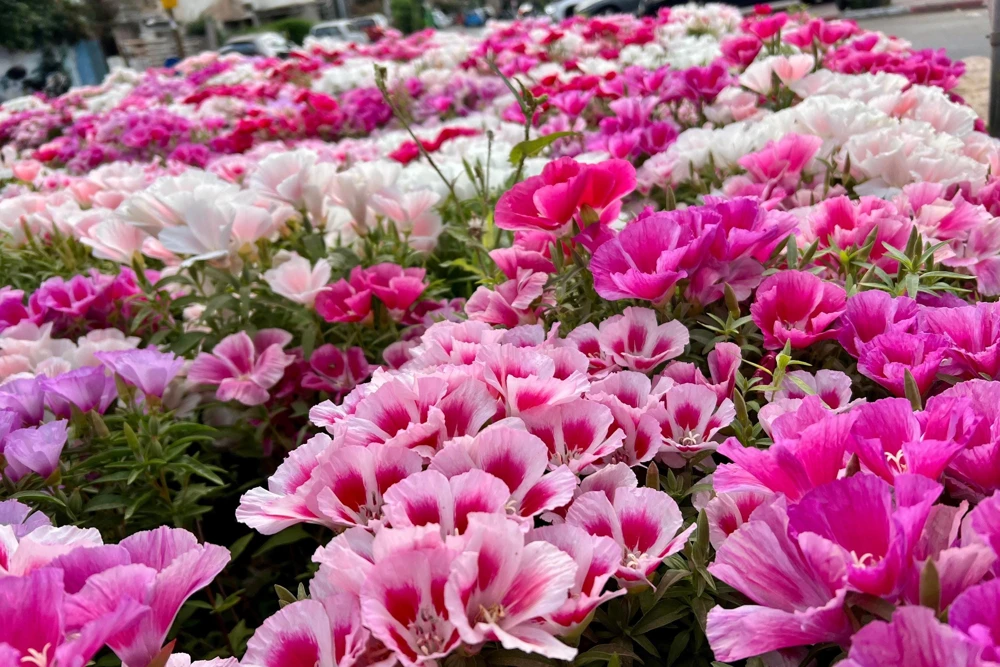 500 Mixed Colors Godetia Clarkia Amoena Flower Seeds - All Summer Bloom - Image 9