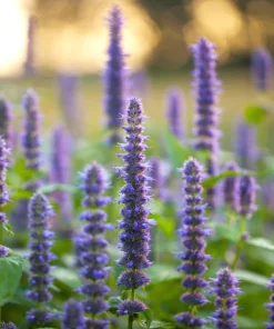 500 Purple Anise Hyssop Seeds - Licorice Mint Agastache Foeniculum Herb Flower - Image 10