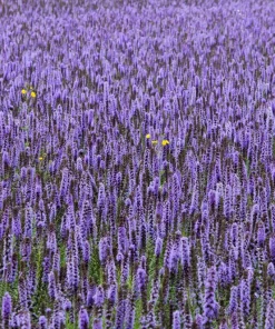 500 Purple Anise Hyssop Seeds - Licorice Mint Agastache Foeniculum Herb Flower - Image 4