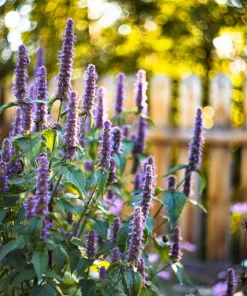 500 Purple Anise Hyssop Seeds - Licorice Mint Agastache Foeniculum Herb Flower - Image 6