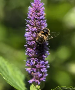 500 Purple Anise Hyssop Seeds - Licorice Mint Agastache Foeniculum Herb Flower - Image 9