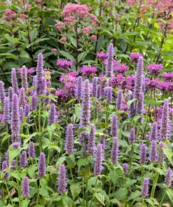 500 Purple Anise Hyssop Seeds - Licorice Mint Agastache Foeniculum Herb Flower - Image 1
