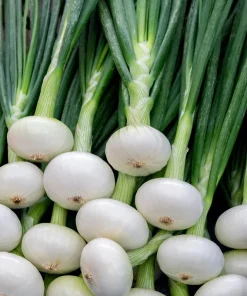 500 Sweet WHITE SPANISH ONION Allium Cepa Vegetable Seeds - Image 10