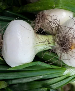 500 Sweet WHITE SPANISH ONION Allium Cepa Vegetable Seeds - Image 6