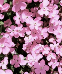 500 Viscaria Seeds Oculata Mix - Rose of Heaven Flower Seeds, Mixed Colors - Image 3
