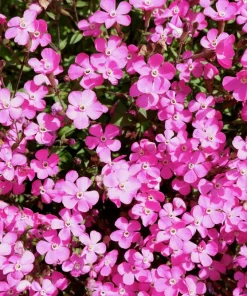 500 Viscaria Seeds Oculata Mix - Rose of Heaven Flower Seeds, Mixed Colors - Image 5
