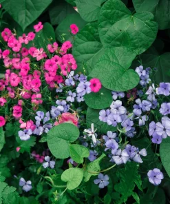 500 Viscaria Seeds Oculata Mix - Rose of Heaven Flower Seeds, Mixed Colors - Image 7