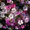 500 Viscaria Seeds Oculata Mix - Rose of Heaven Flower Seeds, Mixed Colors - Image 1