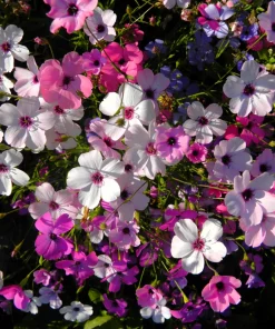 500 Viscaria Seeds Oculata Mix - Rose of Heaven Flower Seeds, Mixed Colors - Image 9